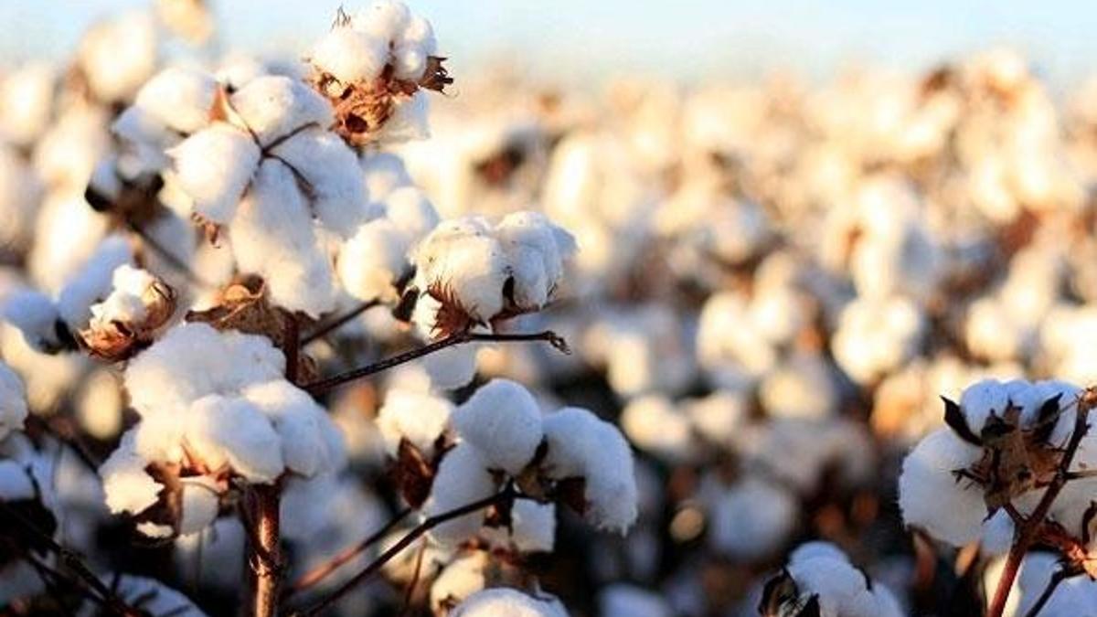 Pamukta son 30 yılın en yüksek verimi bekleniyor