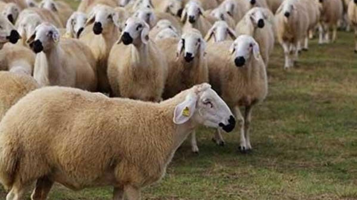 Kurban Bayramı tatili kaç gün olacak? Bayram tatili uzatıldı…