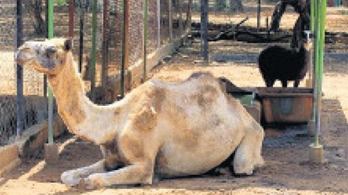Açlıktan hayvanat  bahçesindeki hayvanları yediler