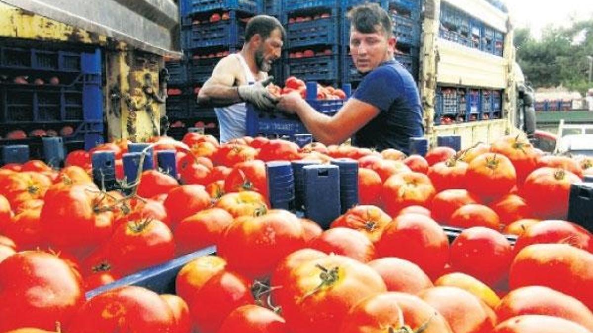 Domates teklifi hazırlıyoruz