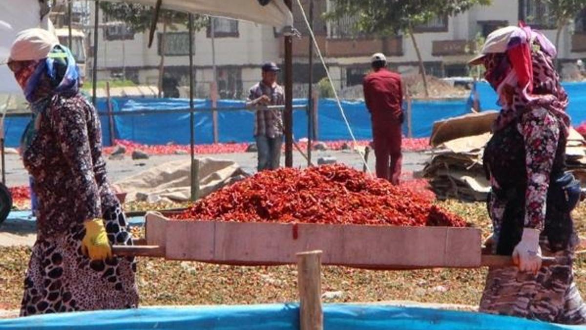 Şanlıurfalılar'ın 'acı' telaşı; isot sezonu başladı!