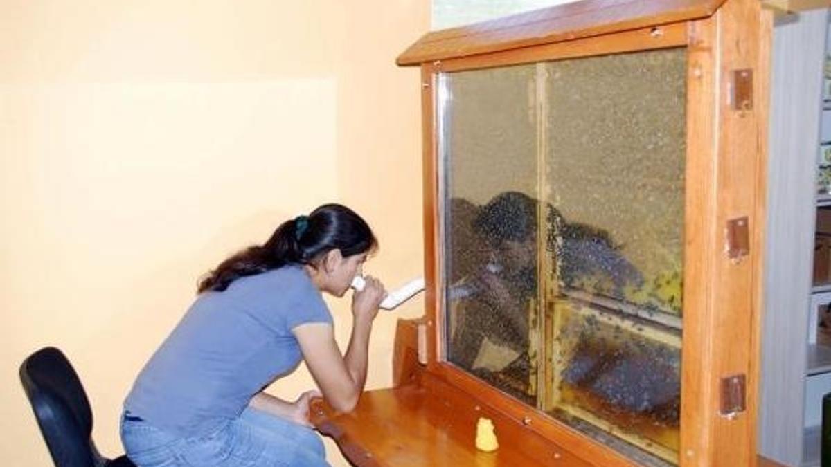 Arı kovanıyla astım ve bronşit tedavisi