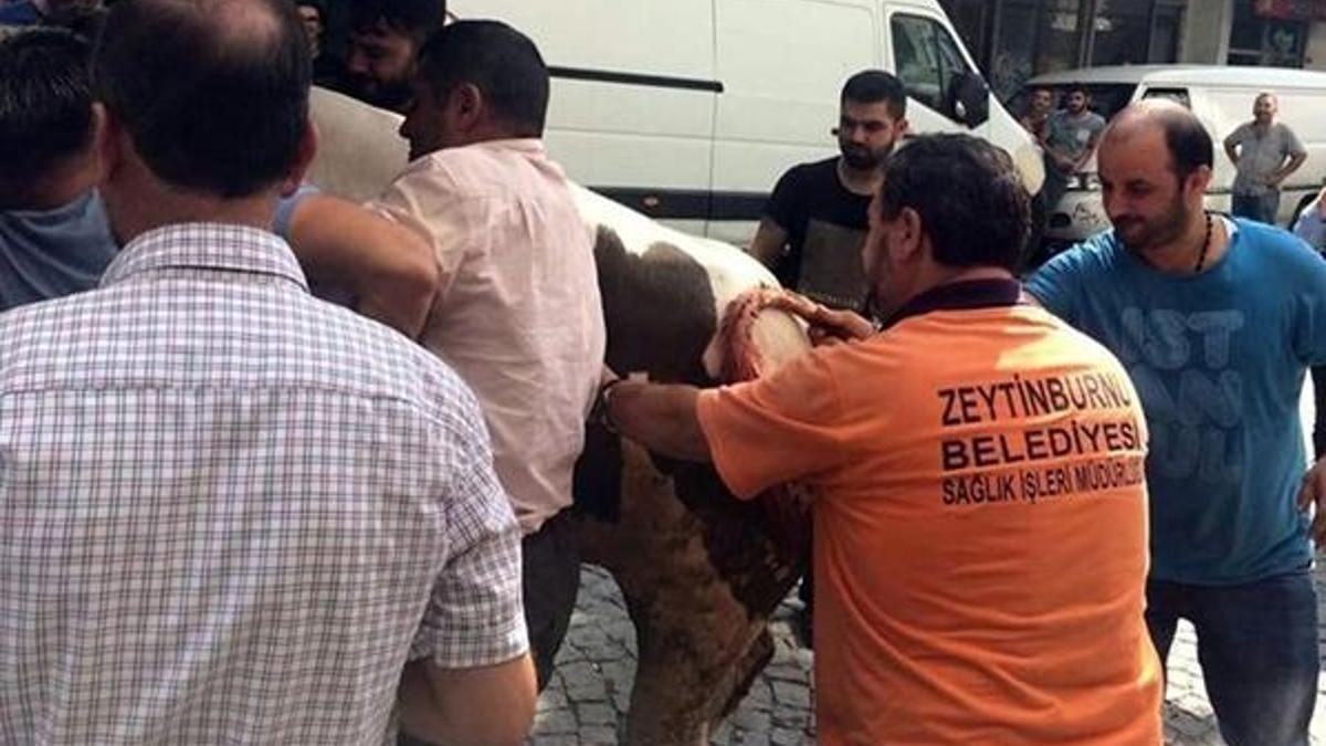 İstanbul'da kaçan boğa dehşet saçtı