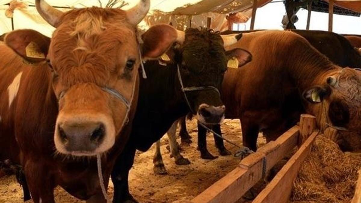 Kurban kesim ücretleri belirlendi