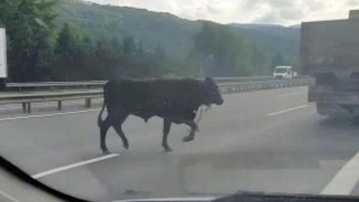 TEM otoyolunda tehlike! Sürücüler zor anlar yaşadı
