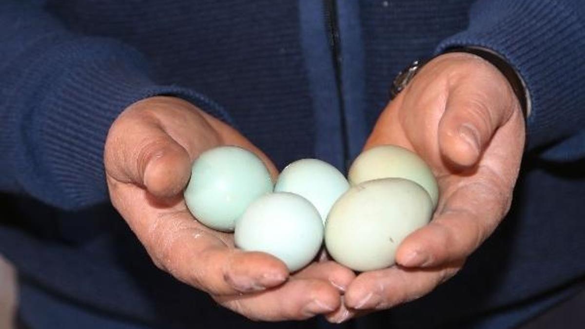 Avrupa'daki "böcek ilaçlı yumurta skandalı"nda yeni perde!