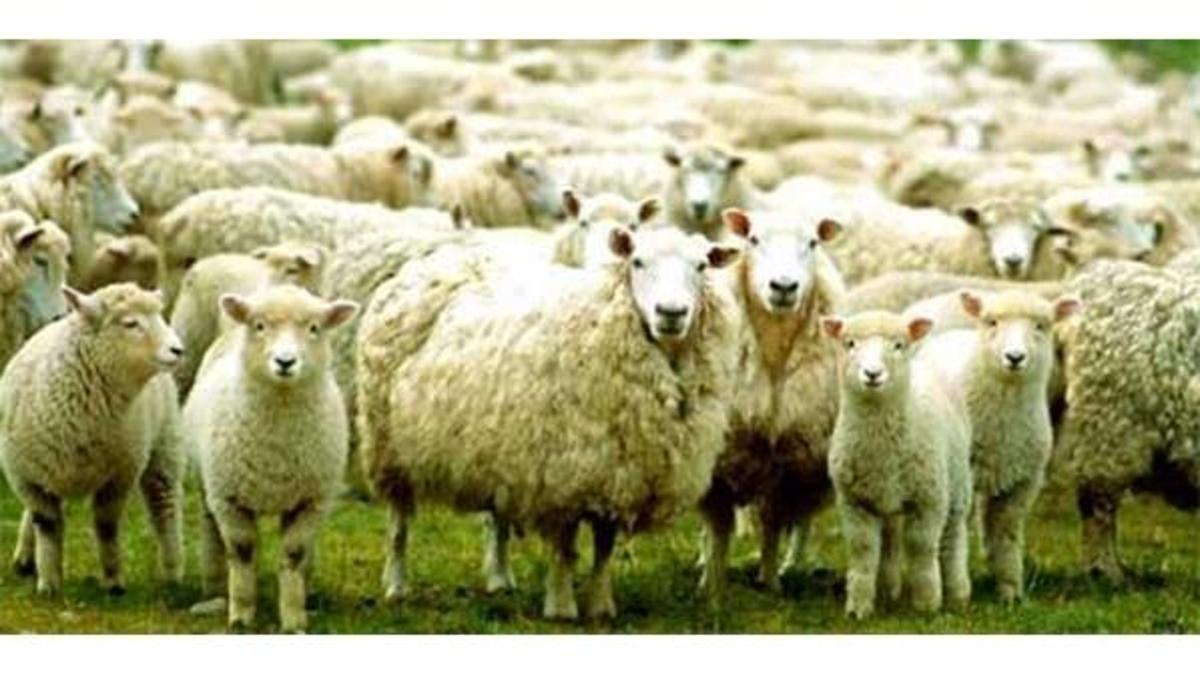 Kurban Bayramı ne zaman? Kurbanlık alırken nelere dikkat edilmelidir?