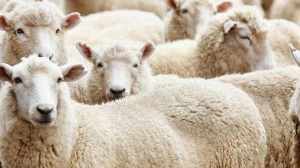Kurban Bayramı ne zaman? Kurban seçimi nasıl yapılır?