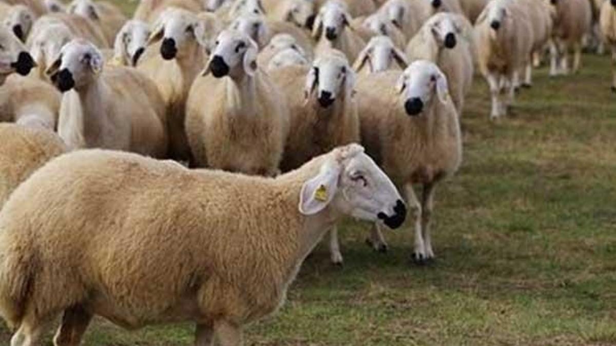 Kurban Bayramı ne zaman? Kurban alırken nelere dikkat edilmelidir?