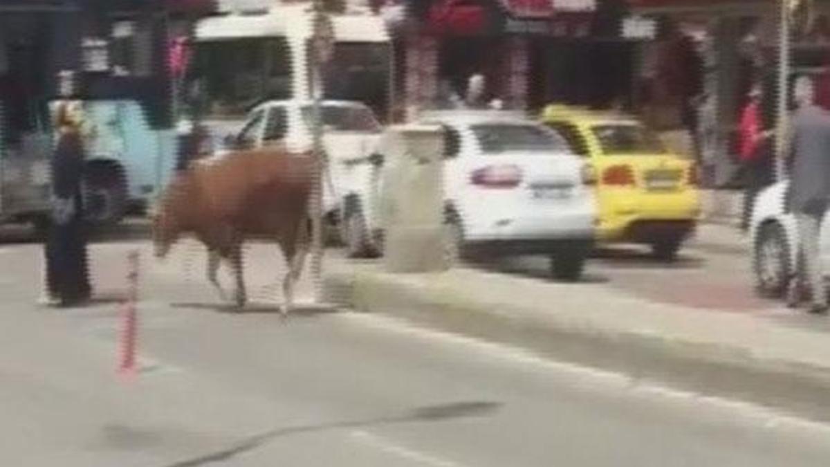 Hayvan pazarından kaçan boğa kadına saldırdı