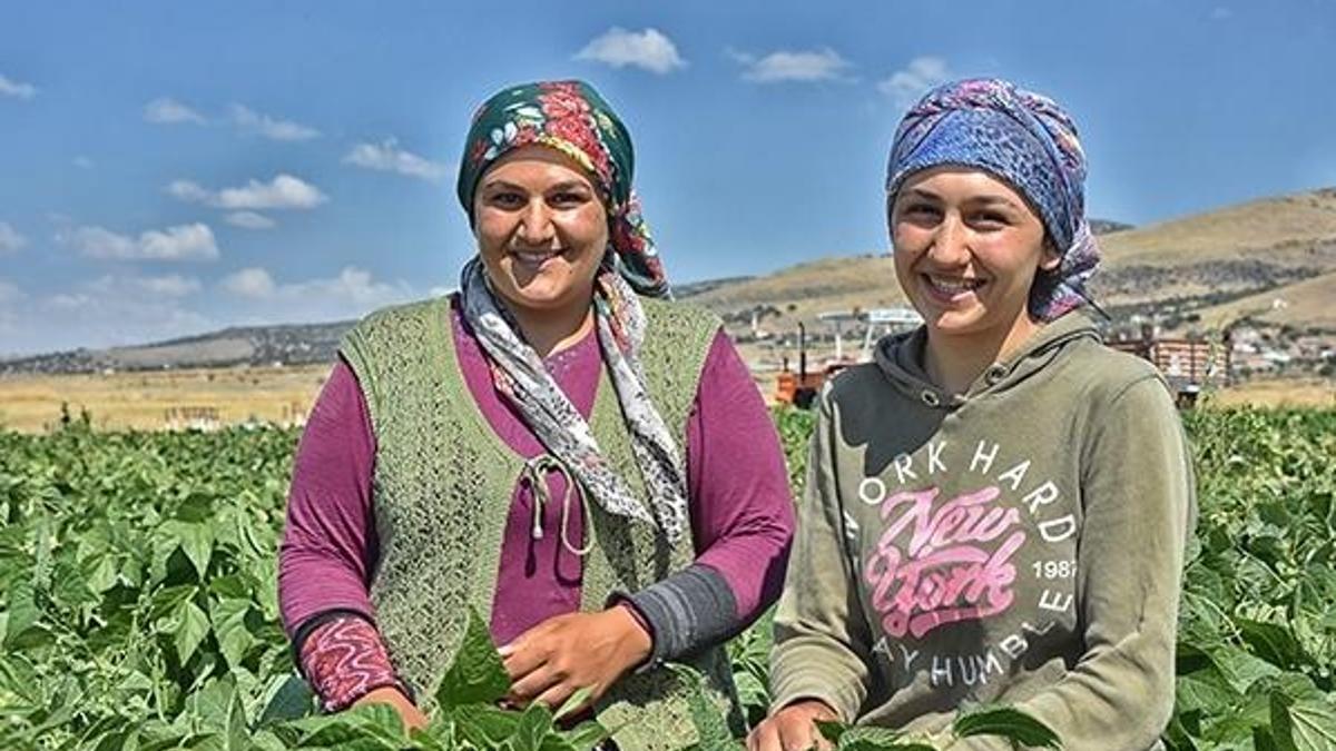 Üniversiteli kız kardeşler tatilde tarlada