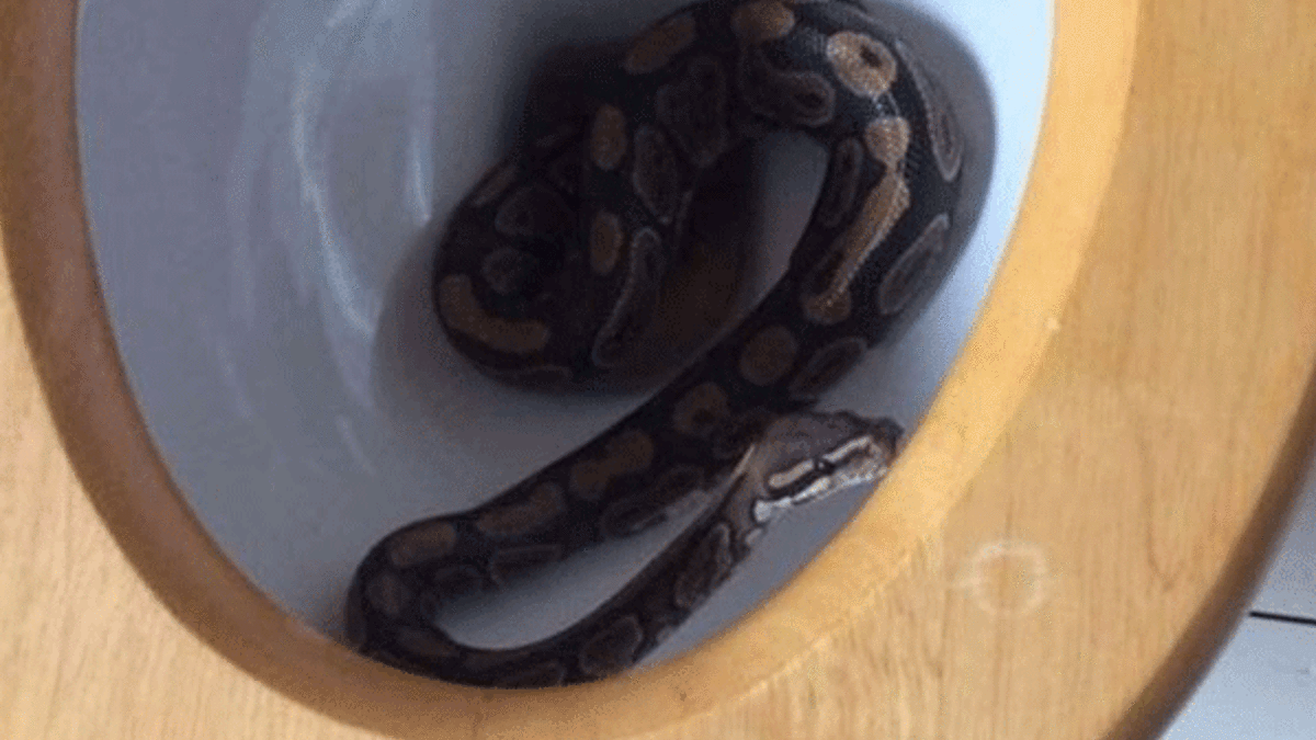Tuvaletin içinden piton yılanı çıktı
