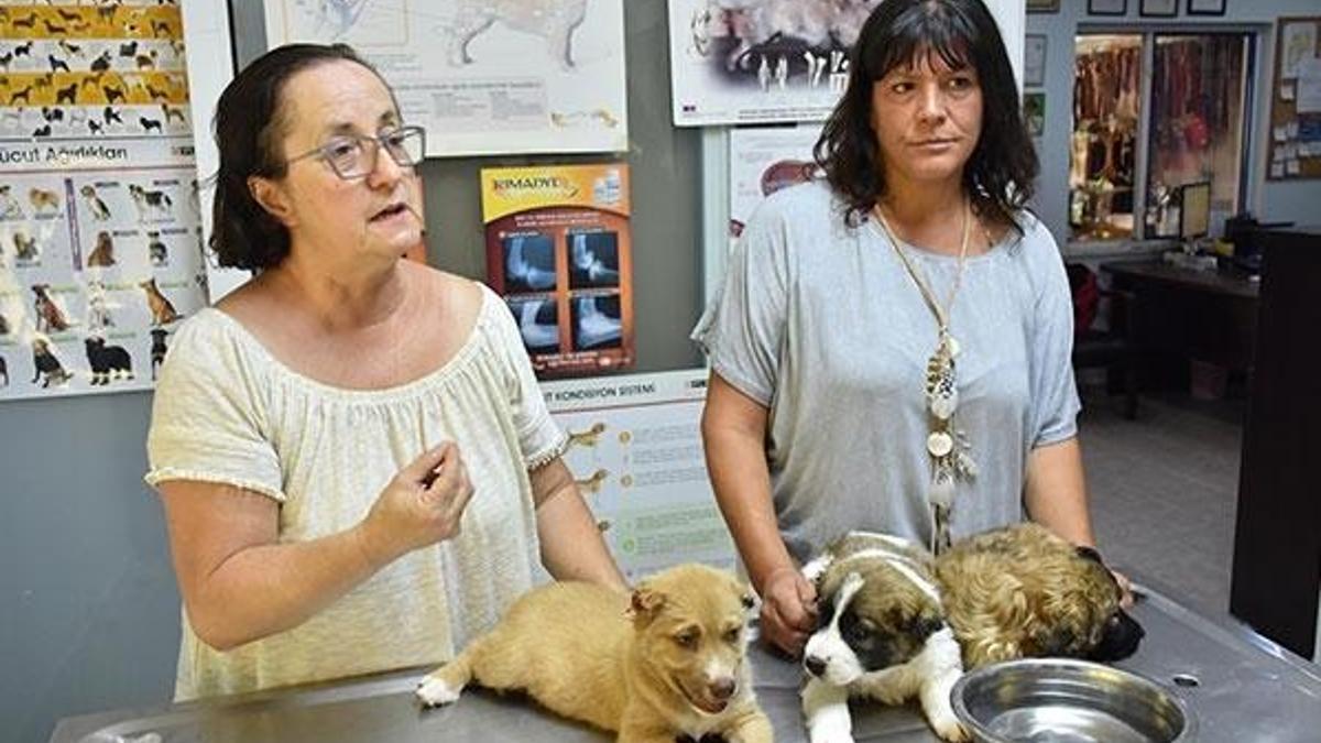 Marmaris'te köpeklere işkence yapan asker gözaltına alındı