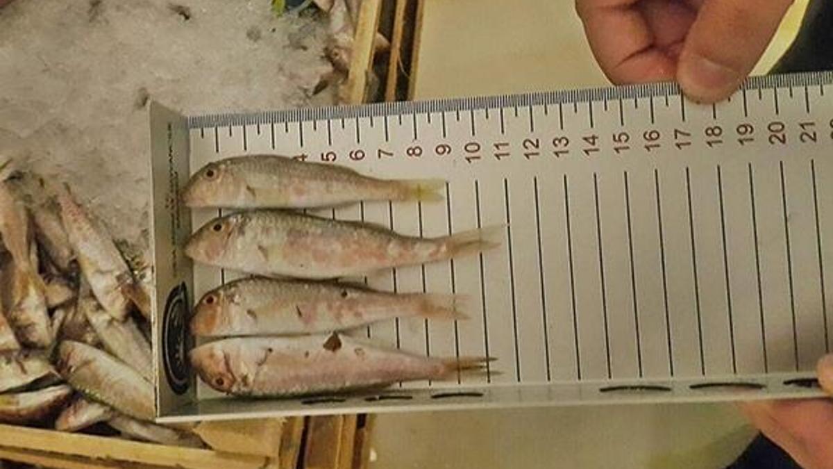 Denizlerimizde ürküten tablo; 10 ton balığa el konuldu