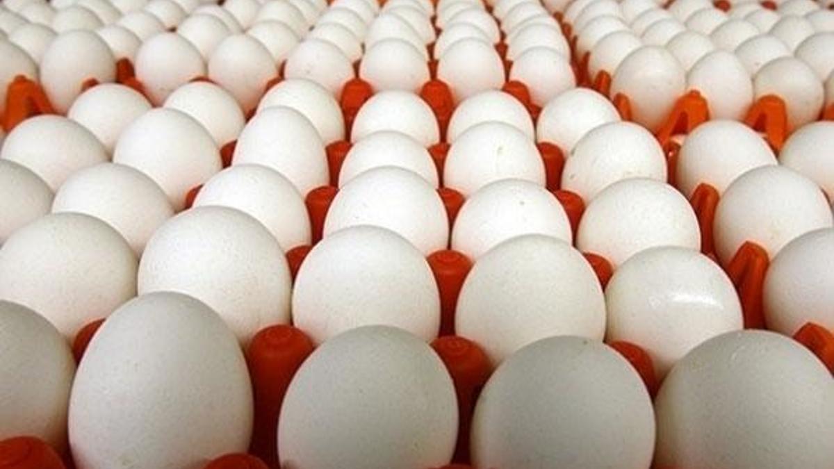 Türk yumurtası 19 ülkeye ihraç edildi