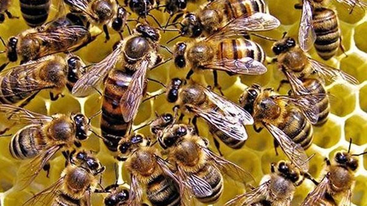 Arı saldırısına uğrayan kişi hayatını kaybetti