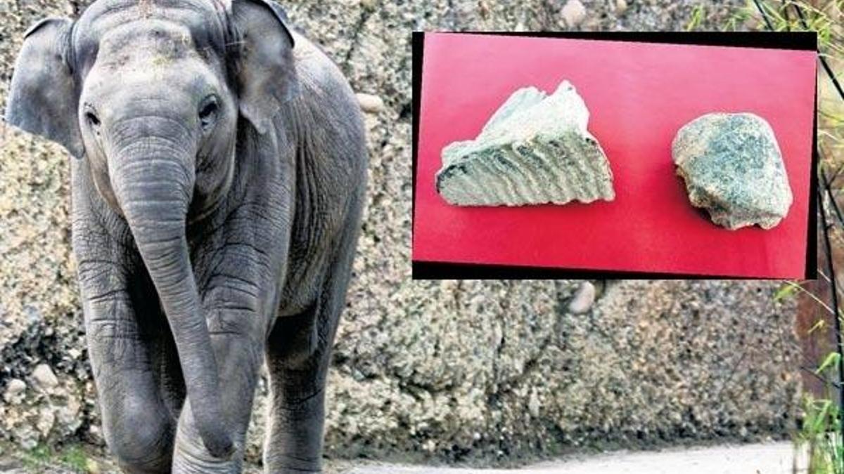 Adana’da Asya fili kalıntısı