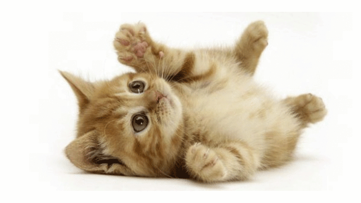 Dikkat! Ereksiyonu engelleyebiliyor! Kedi...