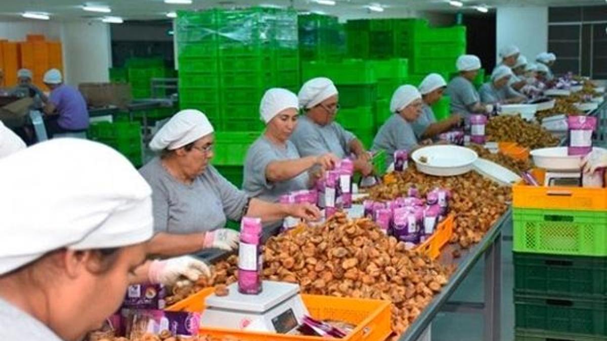 İhracatlık kuru incirde fiyatlar yükseldi!