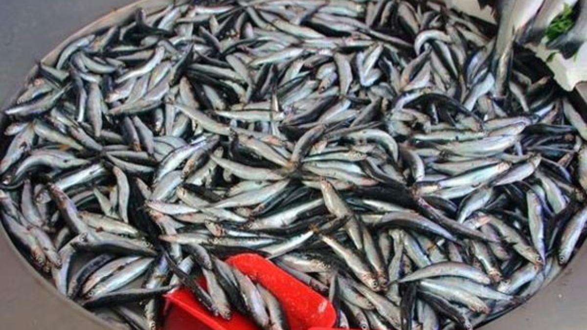 Balıkçılara erken hamsi avı uyarısı!