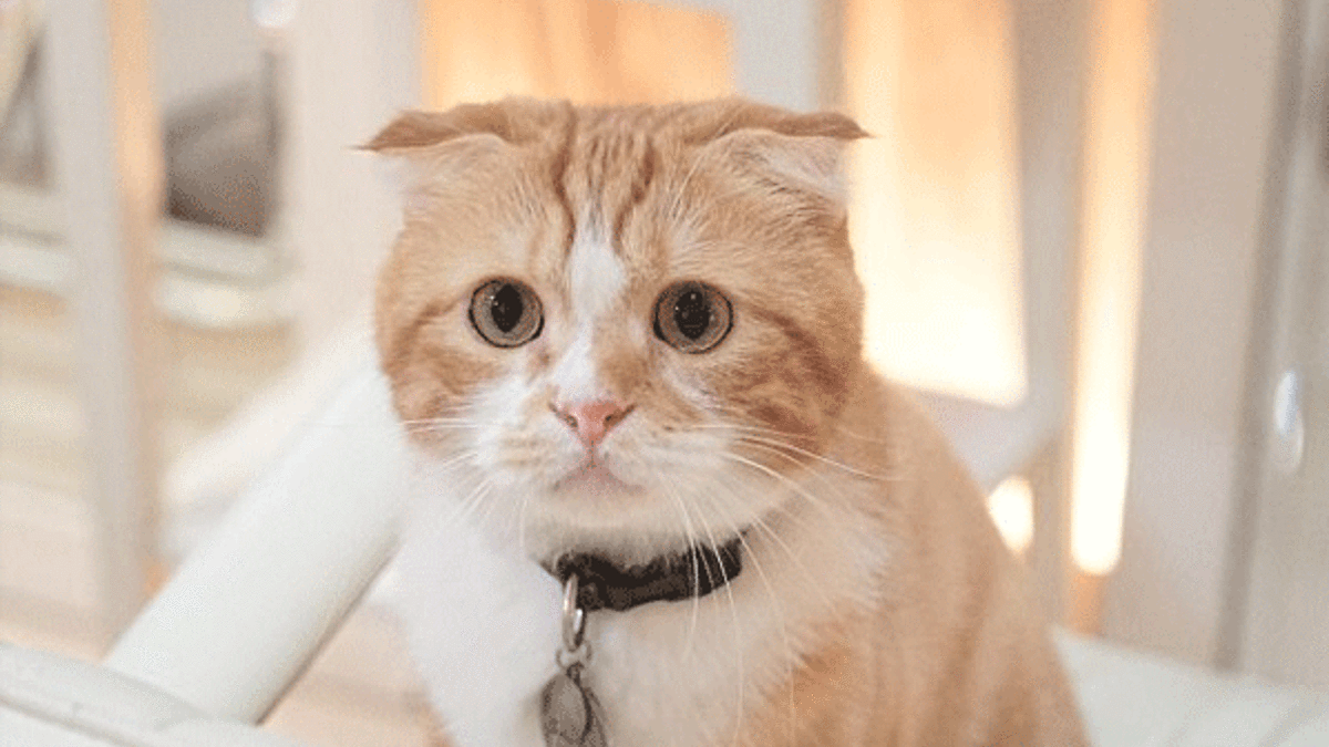 ŞOK! Kedi, adamın cinsel organını...