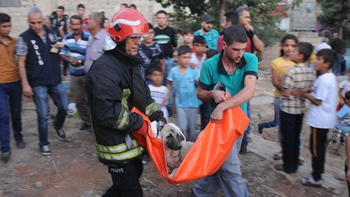 Köpeğe işkence yapıp, 20 metre yükseklikten attılar