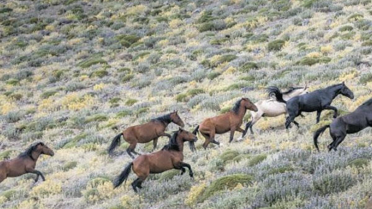 Koyunu kurtaran kovboy!