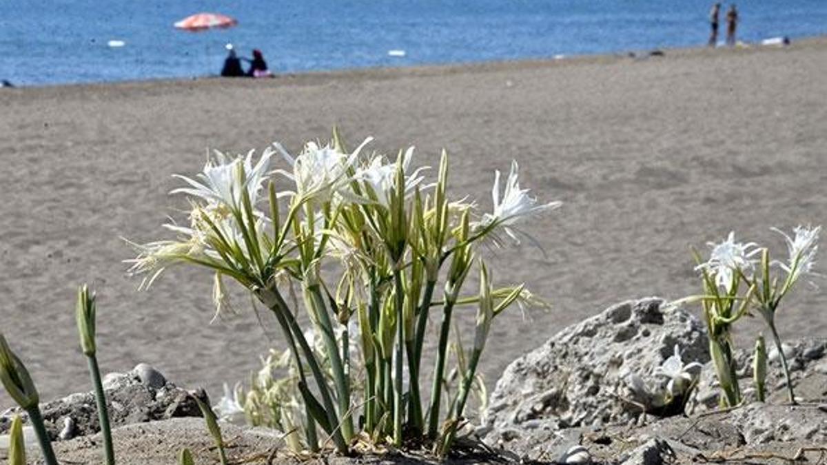 Bu çiçeği koparmanın cezası 38 bin lira