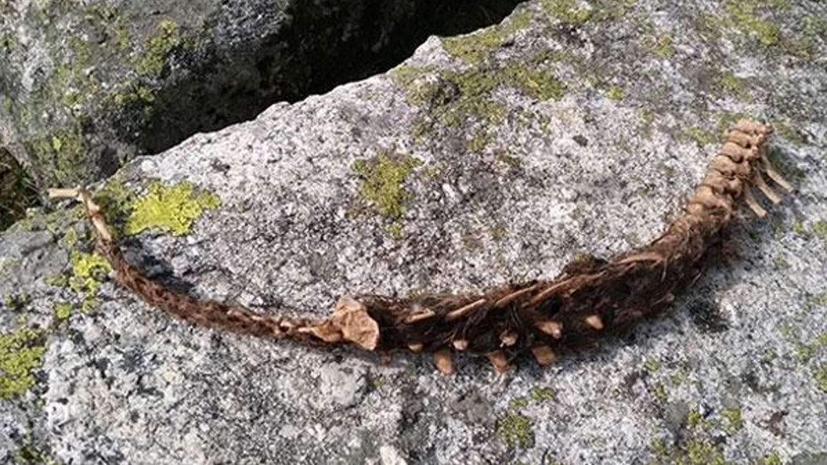 90 santimetre boyundaki iskelet korkuttu