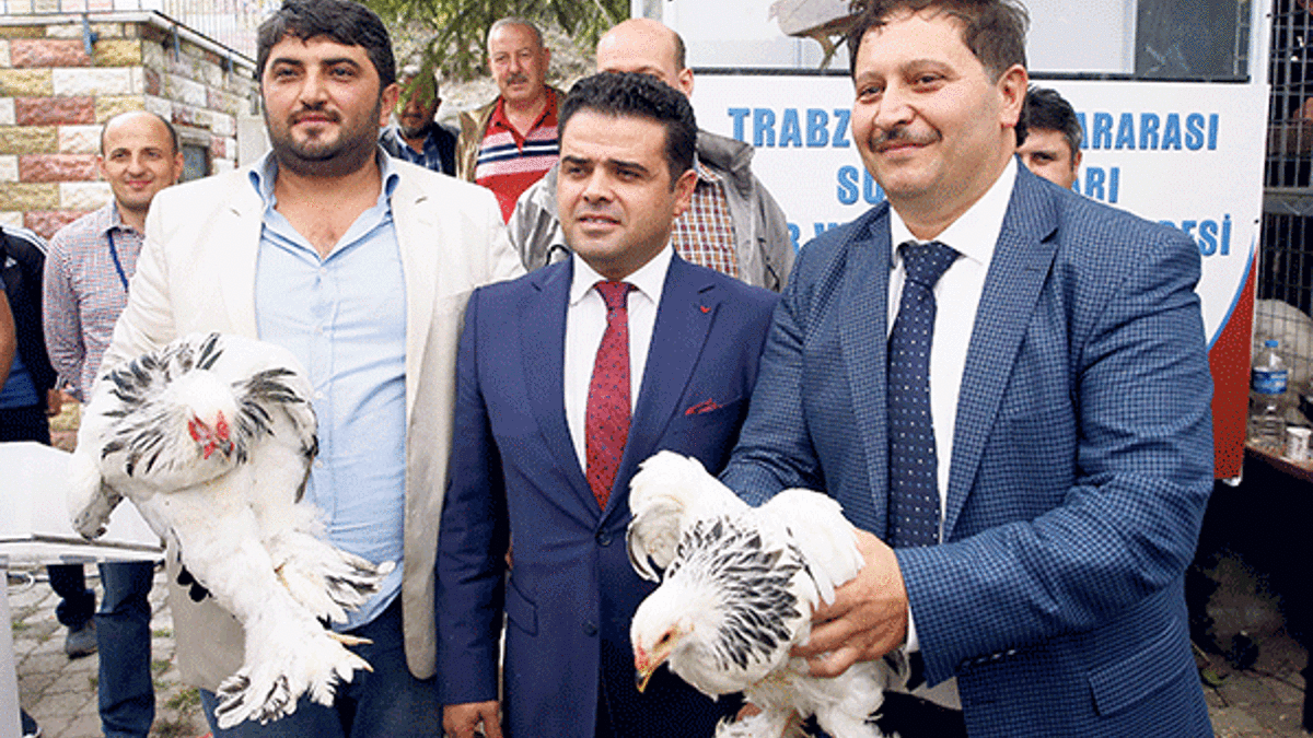 Tavuk dünyasının Ferrarileri