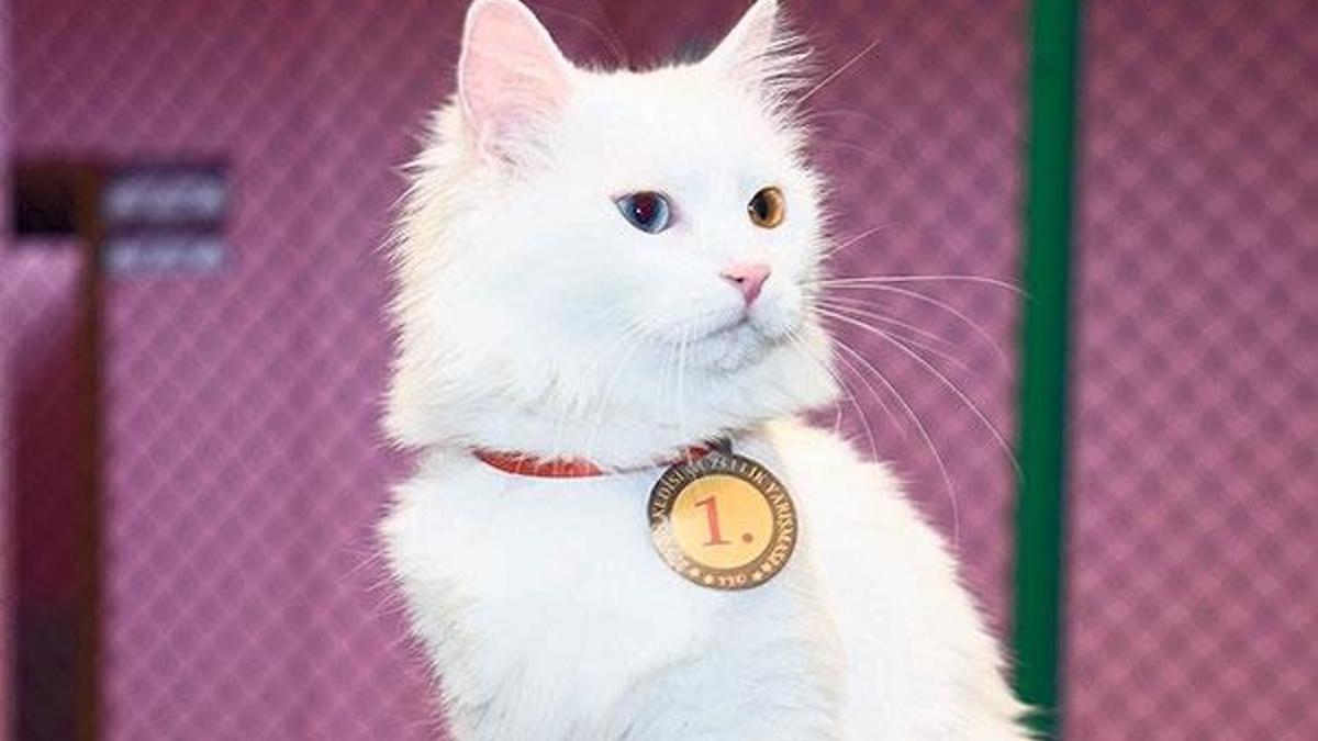 ‘Kartopu’  kedi güzeli  seçildi