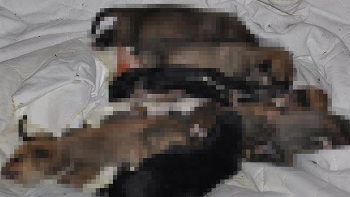 Dünya Hayvanları Koruma Günü'nde yavru köpekleri katlettiler!
