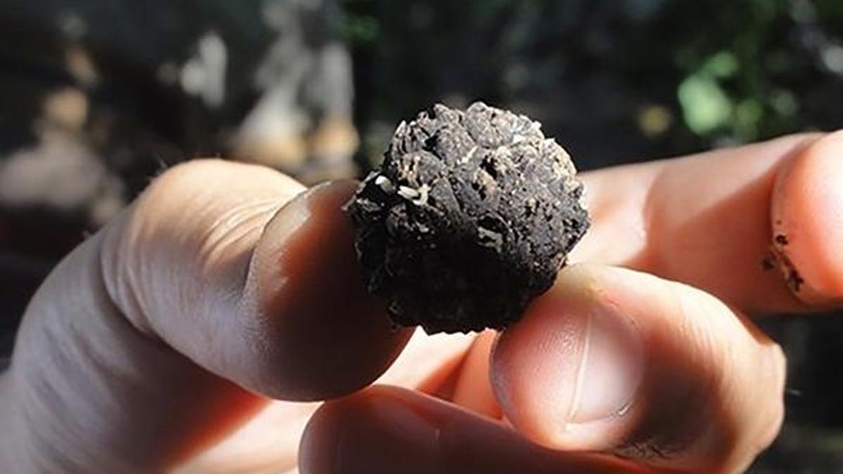 Orman Bakanlığı kilosu 3 bin 500 Avro olan trüf mantarı için kolları sıvadı