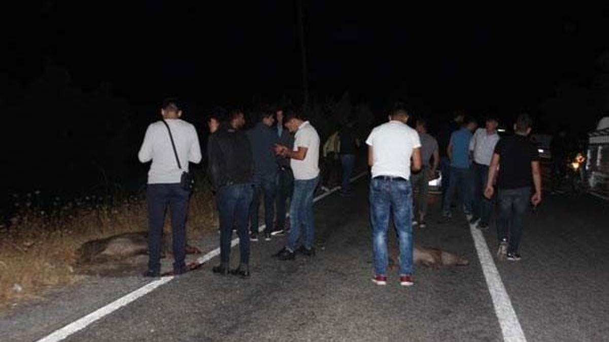 Aydın’da domuz istilası başladı