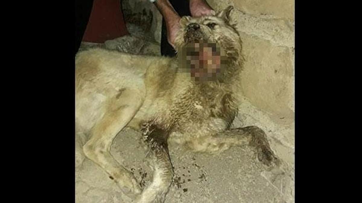 Amasya'da vahşet!.. Çekiçle çenesini parçalamışlar