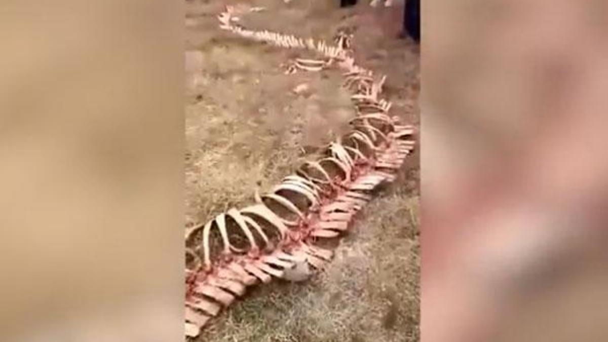 18 metrelik iskelet şaşkına çevirdi