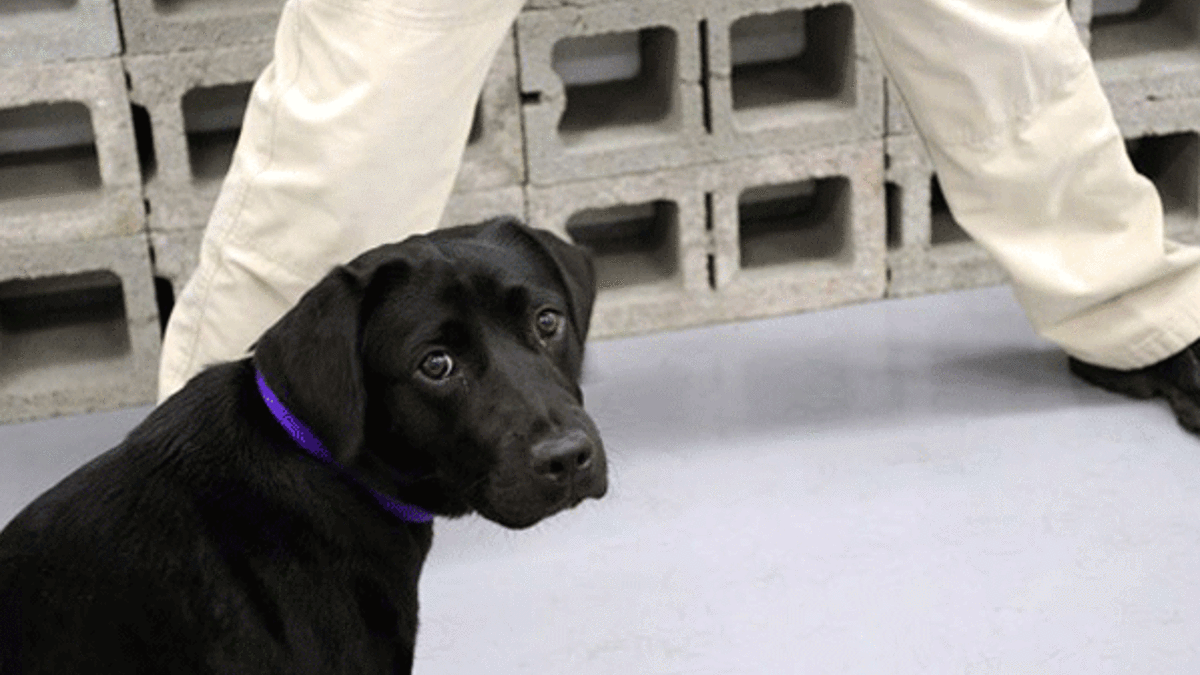 Patlayıcıları koklamayı reddeden köpeği işten çıkardı