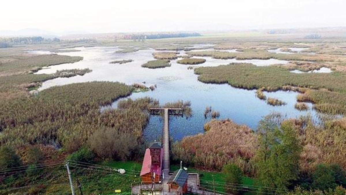Kılkuyruk da burada yaşıyor angut da