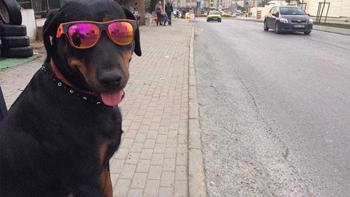 Bu köpeği gören bir daha bakıyor