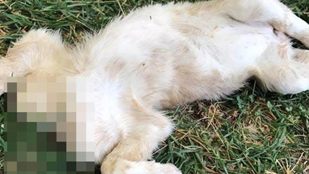 Dehşet! Yavru köpeğin kafasını kopardılar