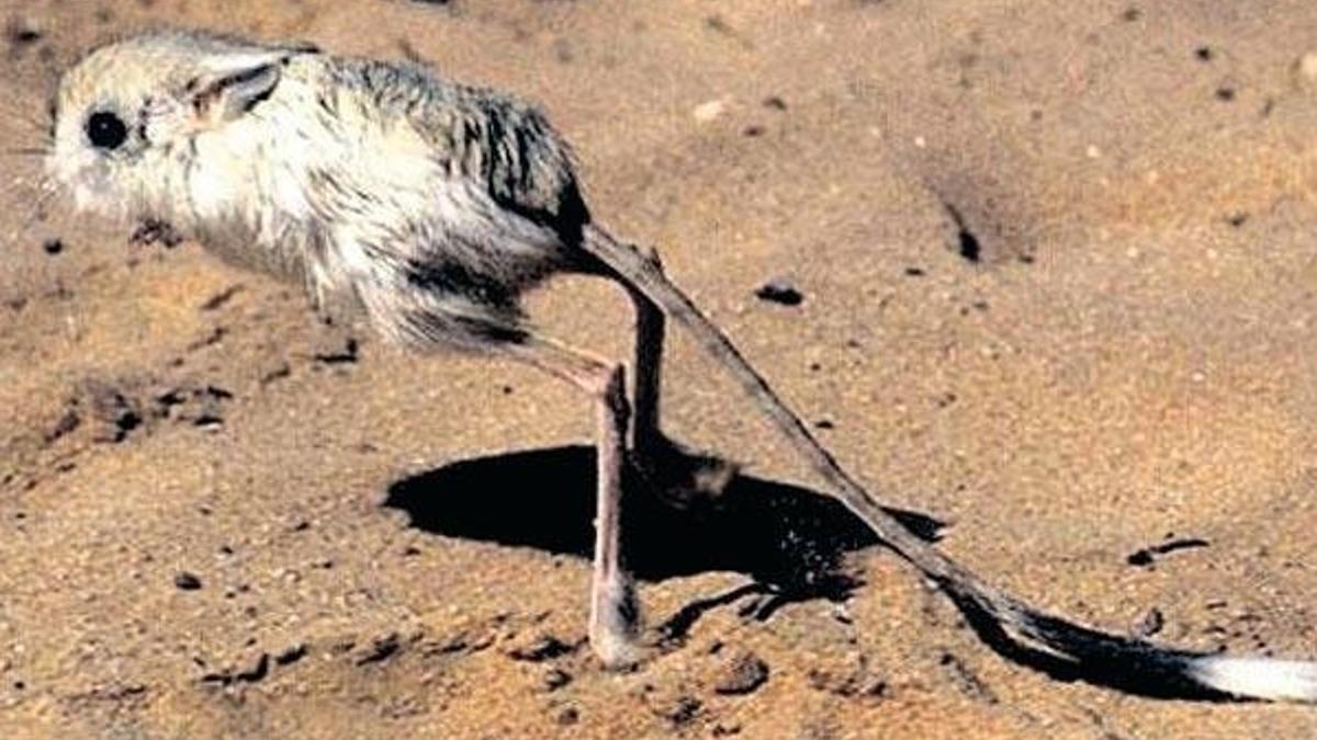 Kara memelilerinin yüzde 40’ı Iğdır’da