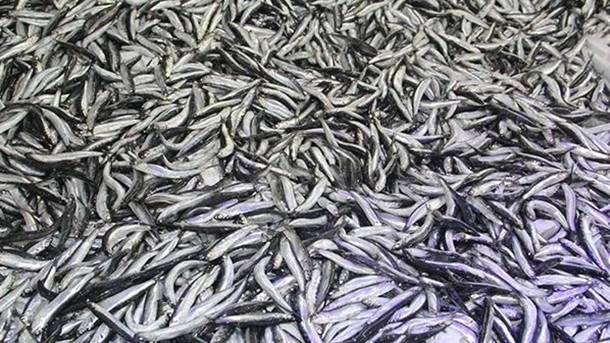 Karadeniz’de hamsi bereketi