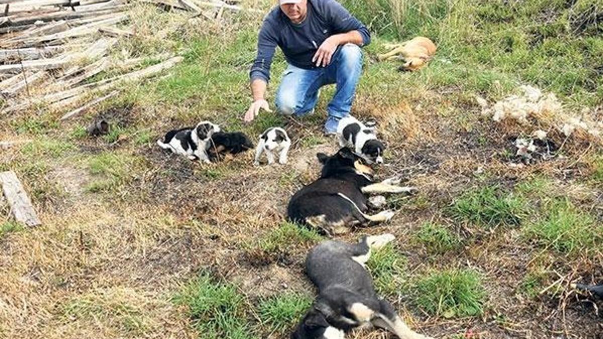 Gebe ve yavrulu köpekleri zehirlediler