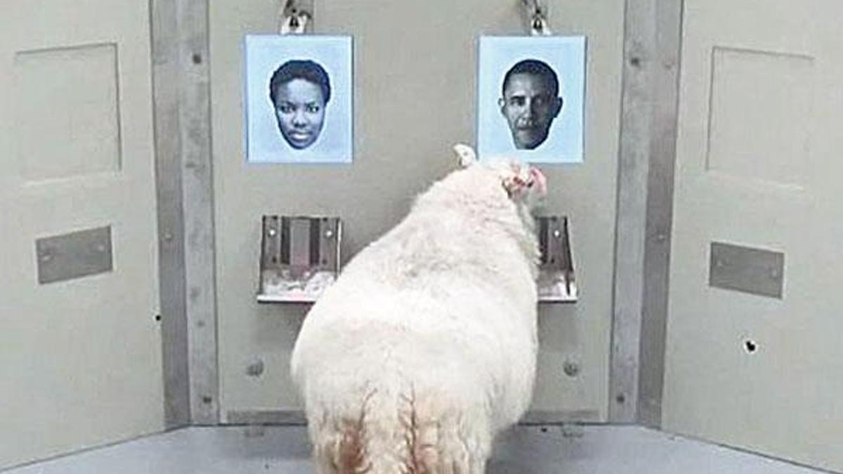 Koyunlar Obama’yı tanıdı