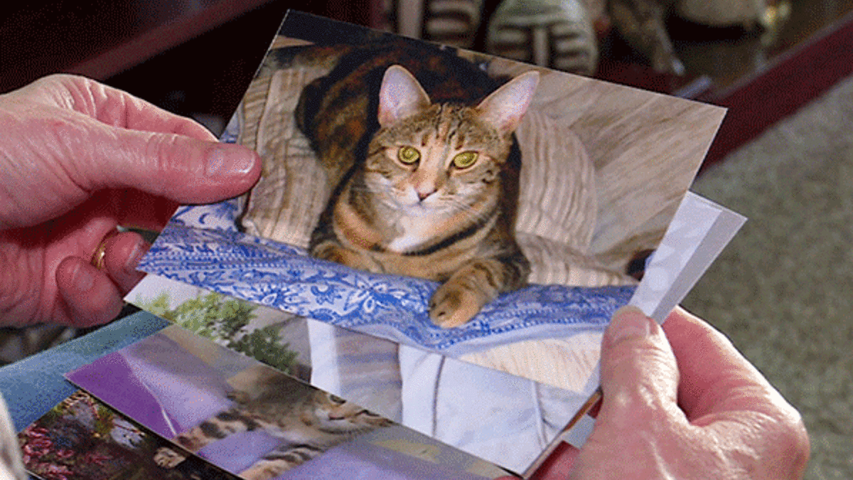 İngiliz polisi seri kedi katilinin peşinde
