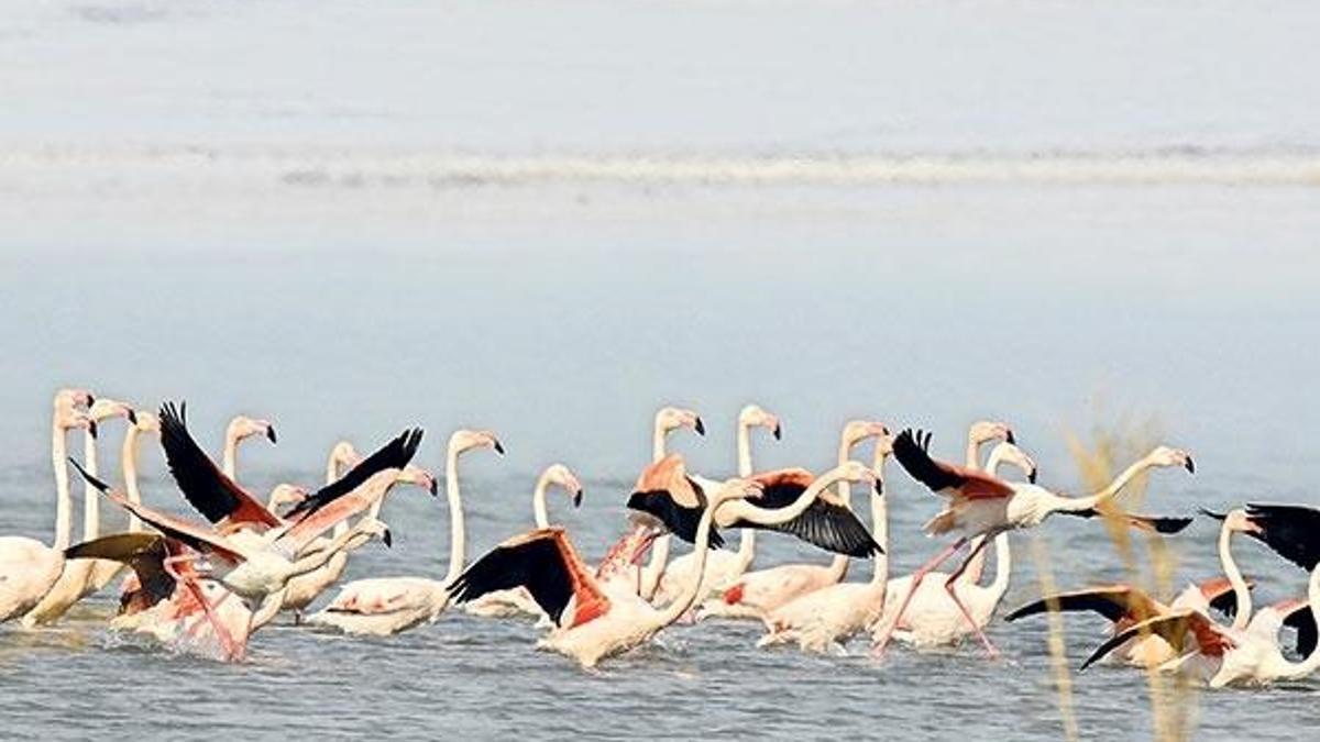 Flamingo katliamı