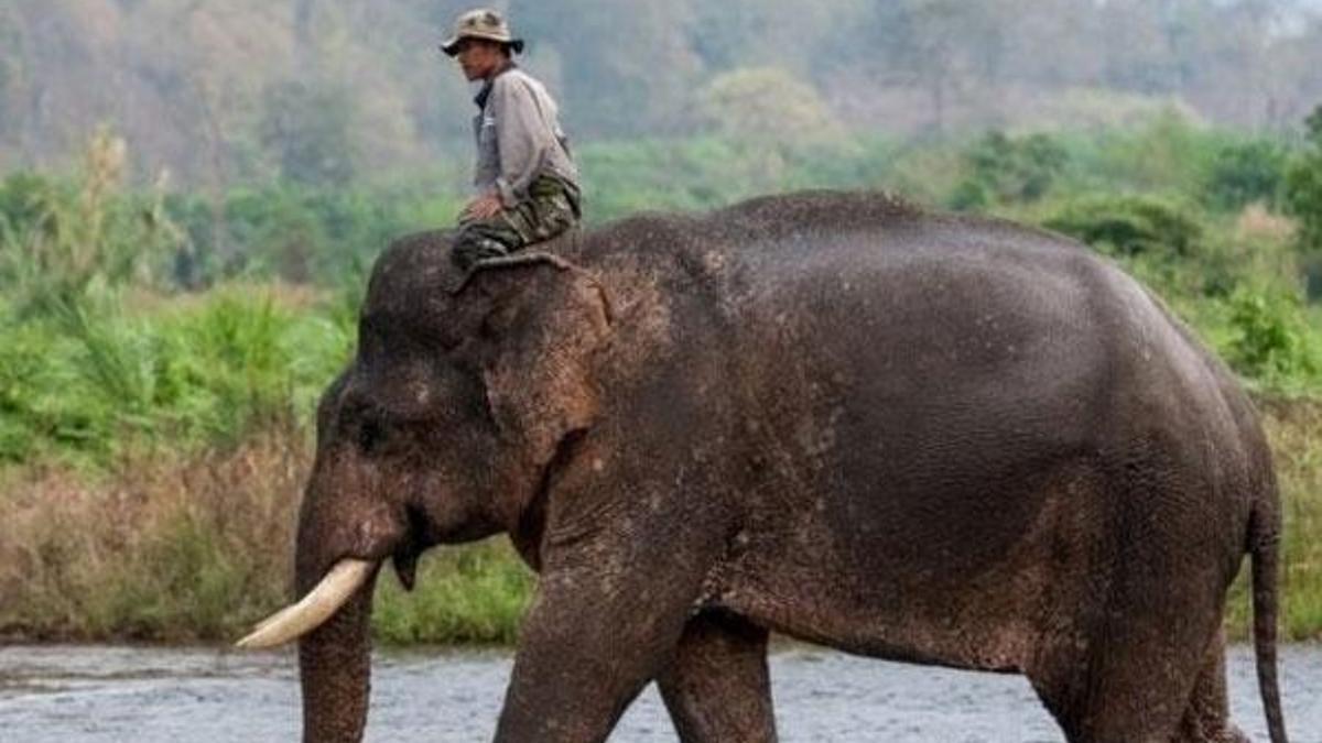 Tayland'daki ünlü fil sahibini öldürdü