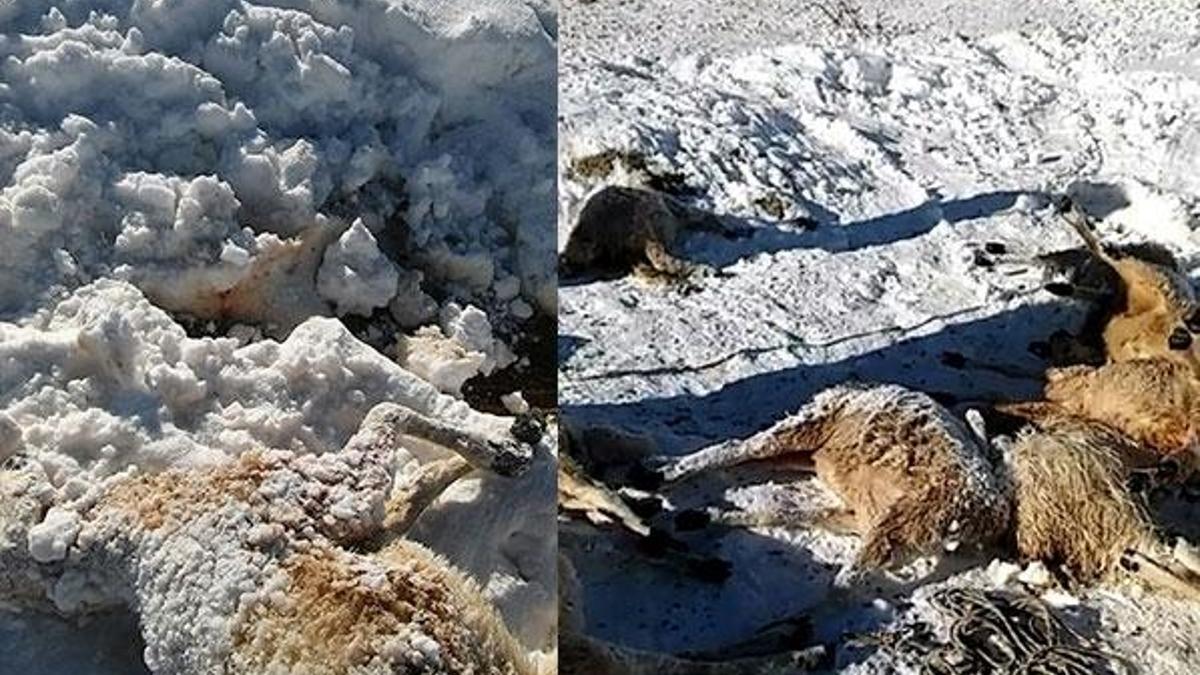 Aç kurtlar 35 koyunu telef etti
