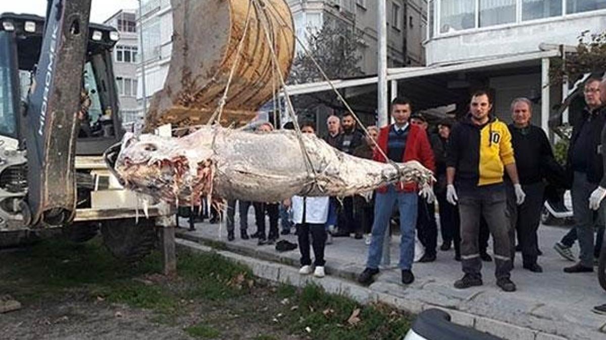 Yalova'da kıyıya vurdu! Değeri yaklaşık 12 bin lira