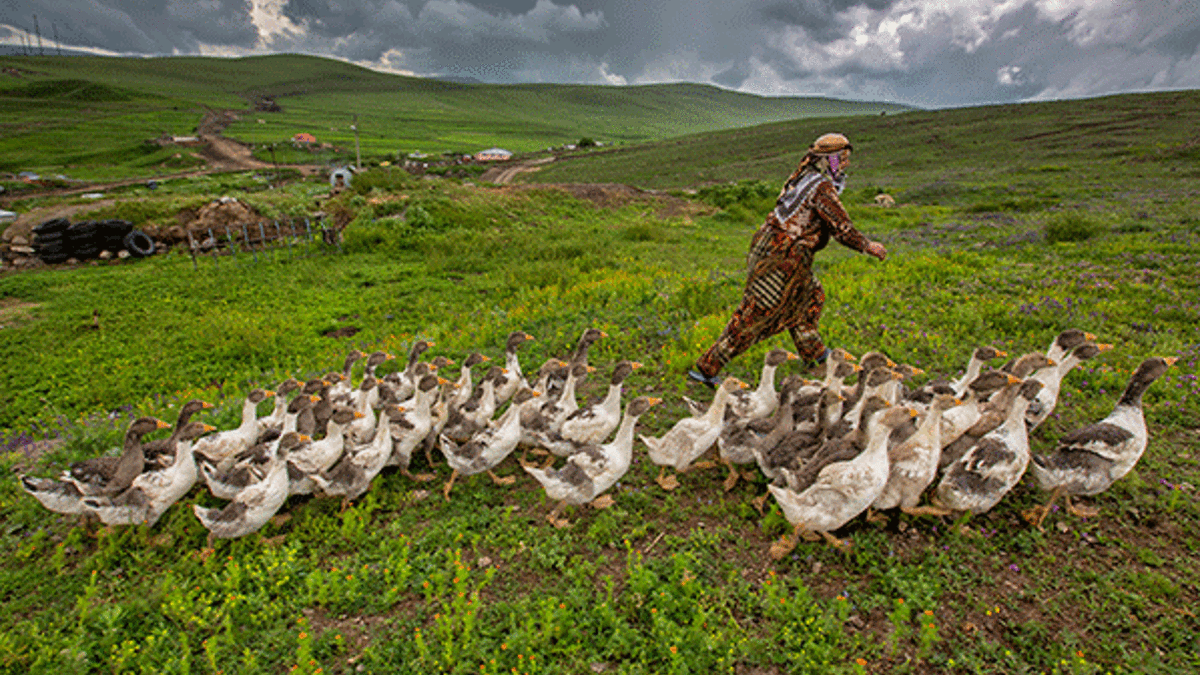 Yılbaşında Kars’ta kaz ziyafeti